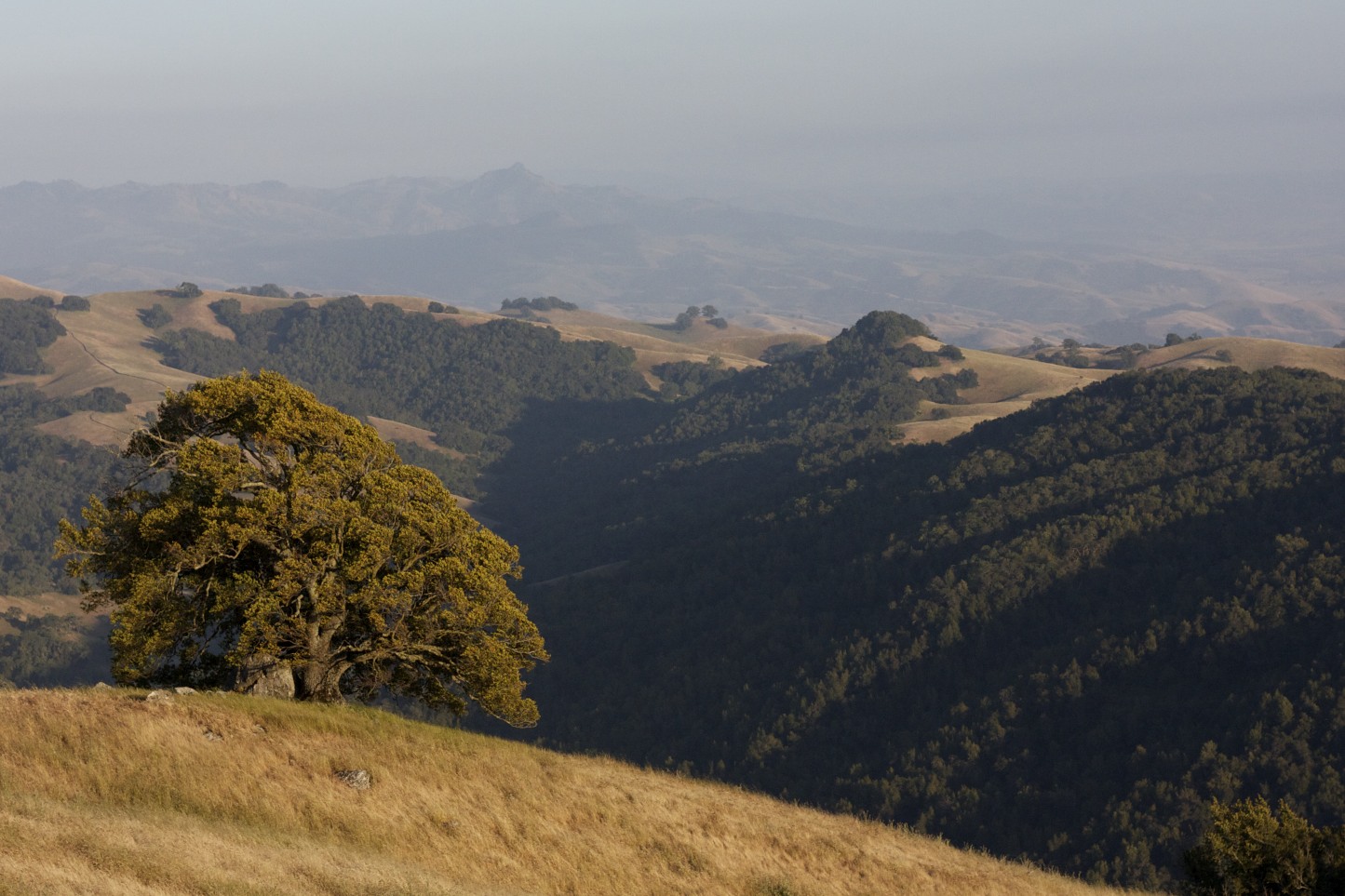 Oak Tree at Henry Coe State Park