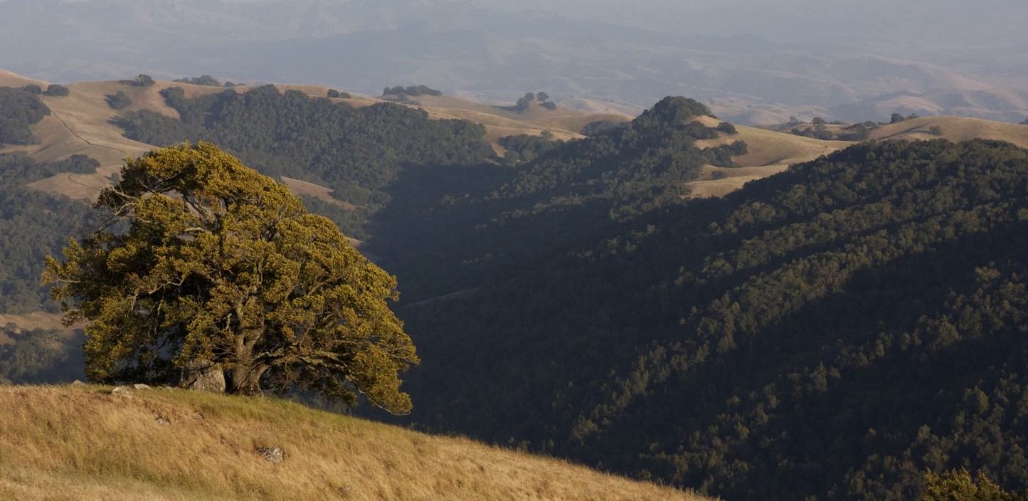 Oak Tree at Henry Coe State Park