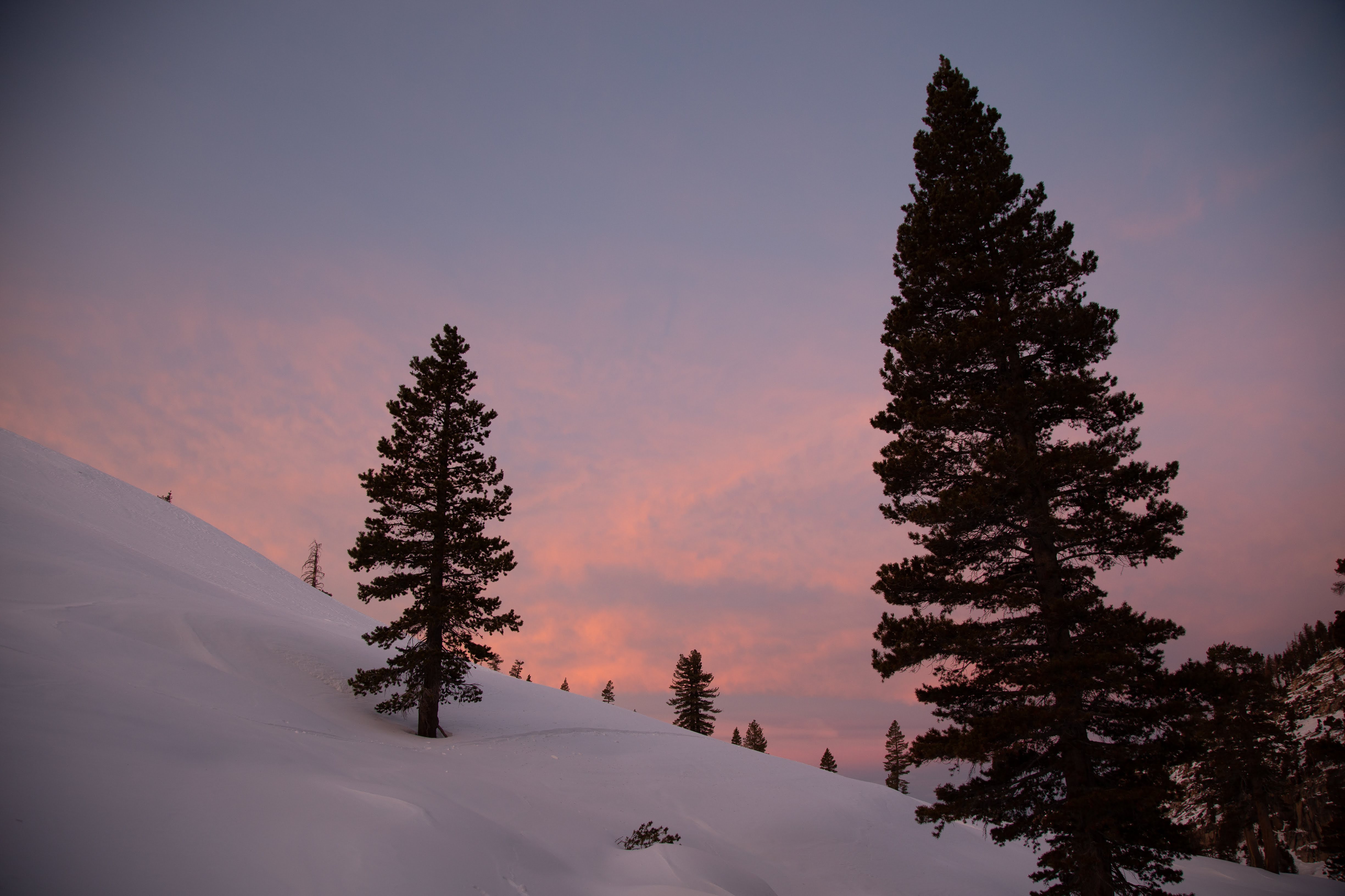 Sunset with 2 pine trees