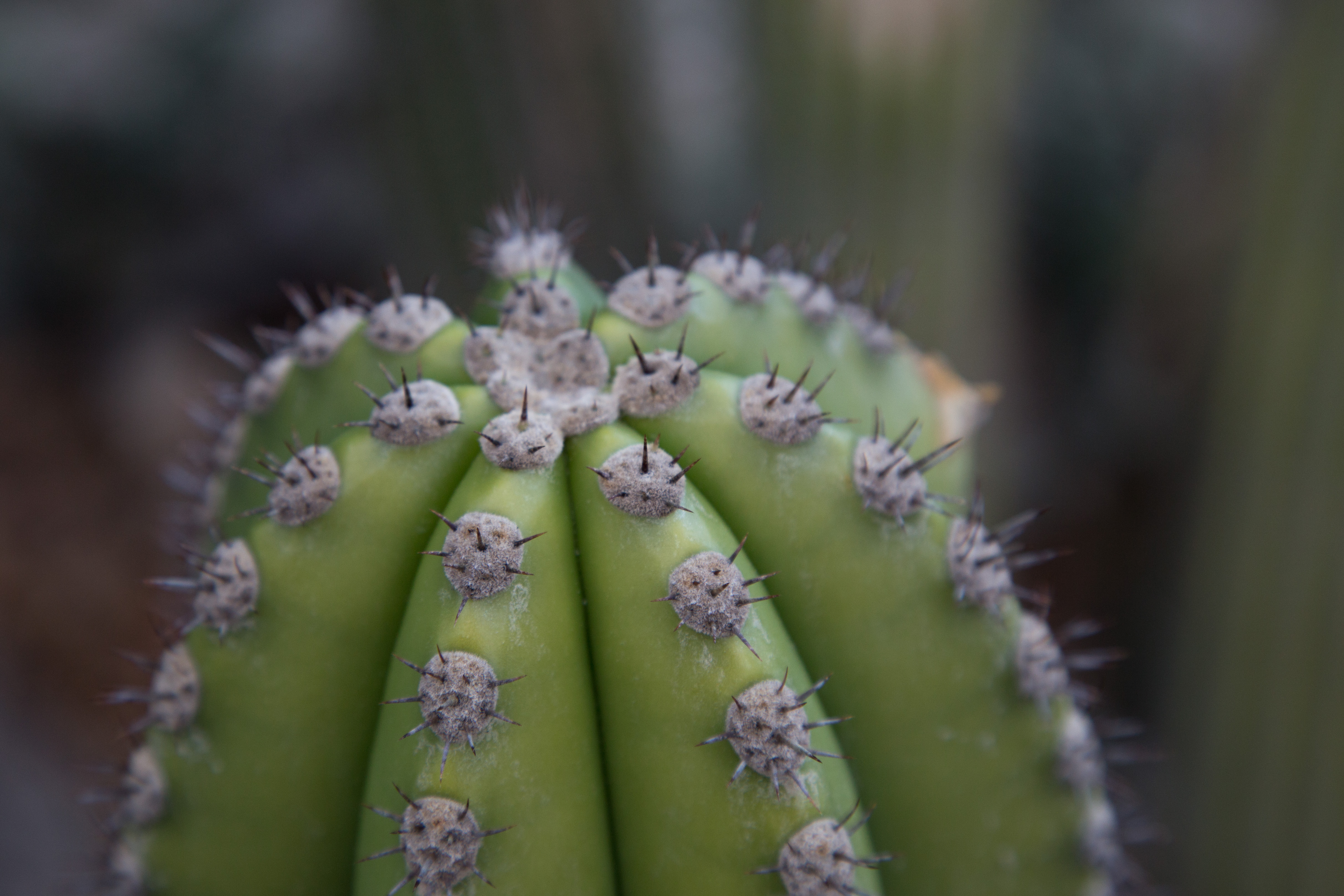 Close up photo of a cactus