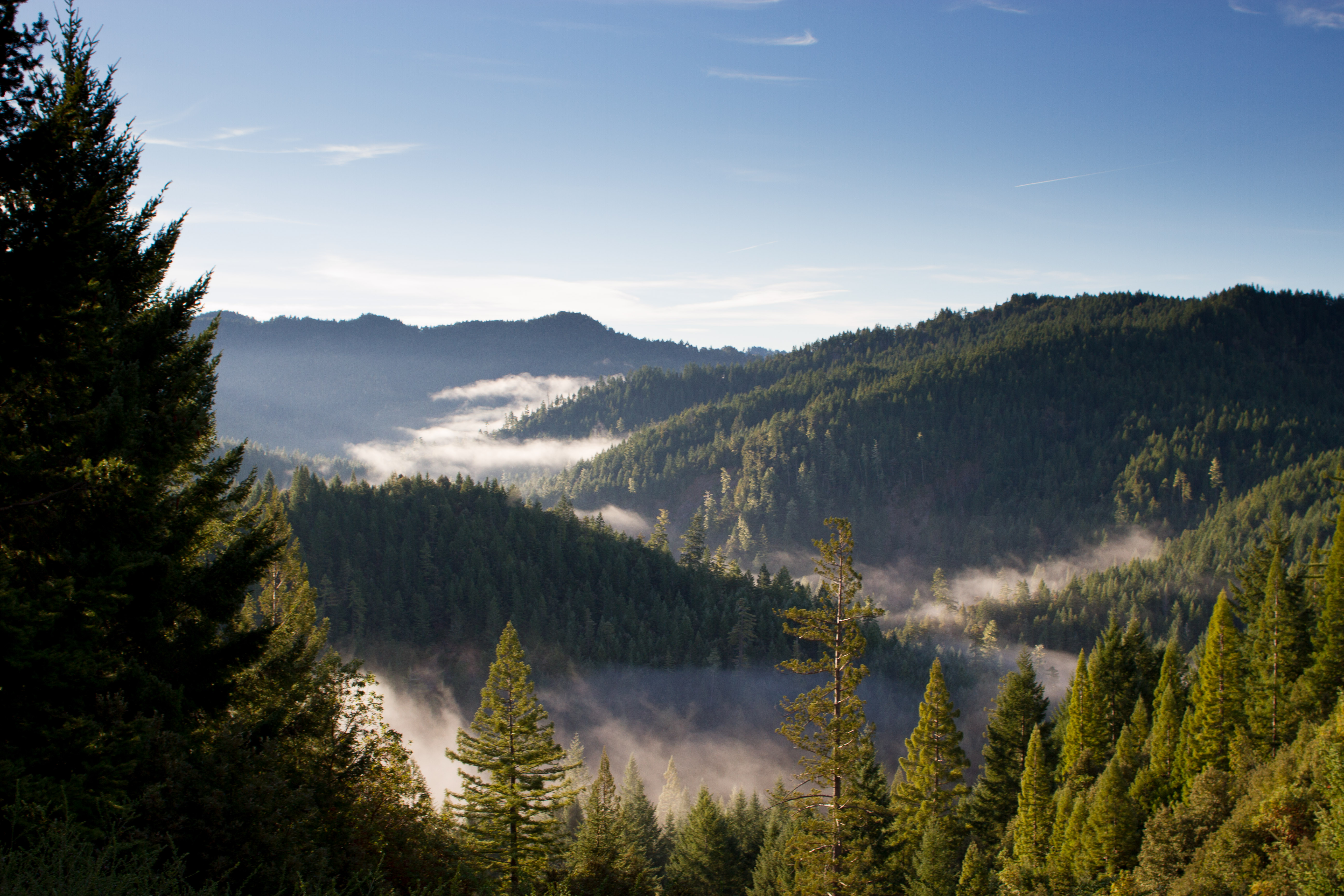 Fog floating about a redwood forest